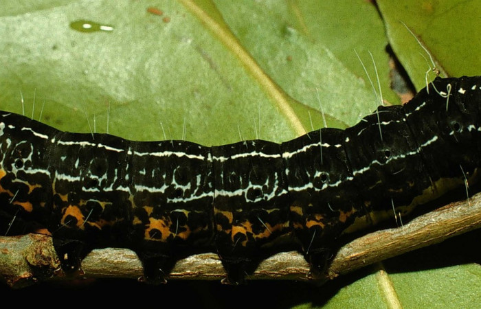 Figura 4. Lateral entero <i>Seirocastnia tribuna</i></i> (Noctuidae), alimentándose en <i>Neea psychotrioides</i></i> (Nyctaginaceae). Sector El Hacha, Sendero Tigre, (elevación 280 metros). Colectada 27 Junio 1998. (98- SRNP-5255-DHJ45445.jpg).