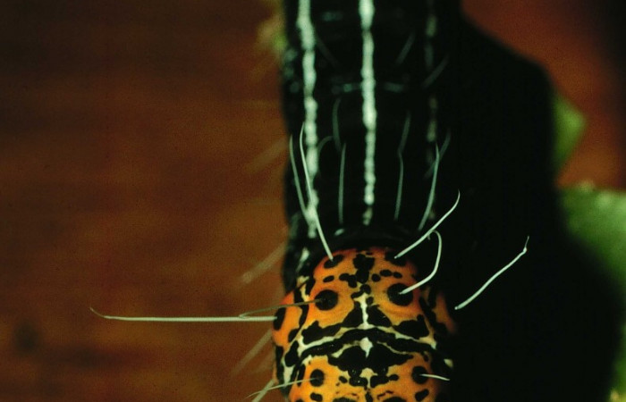 Figura 5. Parte posterior <i>Seirocastnia tribuna</i></i> (Noctuidae), alimentándose en <i>Neea psychotrioides</i></i> (Nyctaginaceae). Sector El Hacha, Sendero Tigre, (elevación 280 metros). Colectada 4 Julio 1997. (97-SRNP-4546-DHJ42674.jpg).