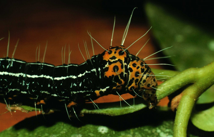 Figura 6. Parte lateral posterior <i>Seirocastnia tribuna</i></i> (Noctuidae), alimentándose en <i>Neea psychotrioides</i></i> (Nyctaginaceae). Sector El Hacha, Sendero Tigre, (elevación 280 metros). Colectada 4 Julio 1997. (97-SRNP-4546-DHJ42677.jpg).