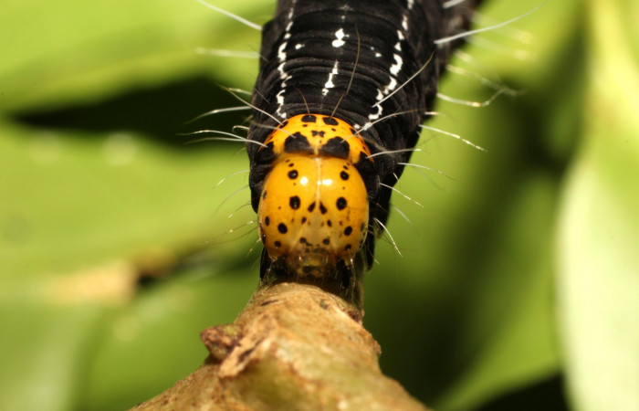 Figura 7. Cabeza <i>Seirocastnia tribuna</i></i> (Noctuidae), alimentándose en <i>Neea psychotrioides</i></i> (Nyctaginaceae). Sector Cacao, Sendero Tigre, (elevación 280 metros). Colectada 4 Julio 1997. (18-SRNP-35155-DHJ734730.jpg).