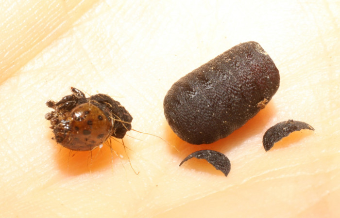 Figura 8. Pupario de parásito <i>Zygozenilla</i></i> Wood01 (Tachinidae), de la larva <i> Seirocasthia tribuna</i></i>, (Noctuidae). Sector Pailas, Gemelos, (elevación 1276 metros). 2 junio 2009. (09-SRNP-56360-DHJ474141.JPG).