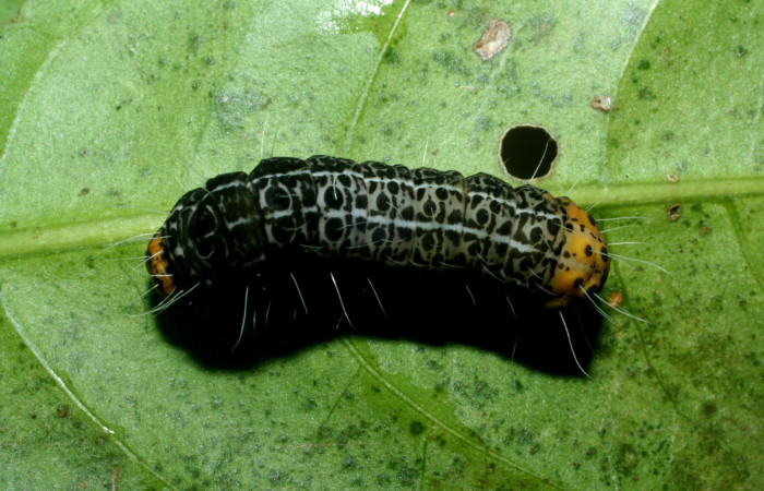  Figura 9. Prepupa <i>Seirocastnia tribuna</i></i>, (Noctuidae), Sector Pailas, Gemelos, (elevación 1276 metros). 2 junio 2009. (09-SRNP-56358- DHJ460295.JPG).