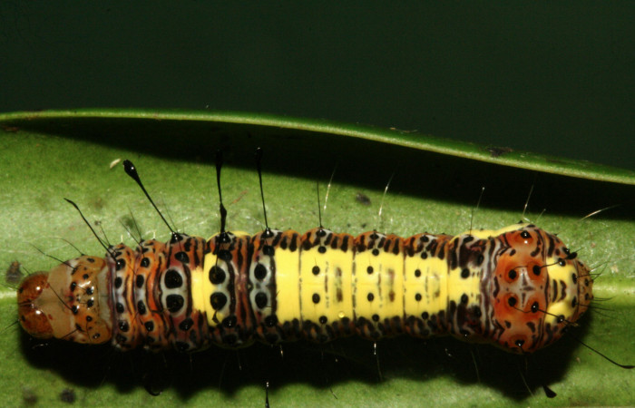  Larva en posición dorsal de <i>Darceta falcata</i></i> (Noctuidae), U estadio. Sector San Cristóbal, Finca San Gabriel. Voucher 11-SRNP-4198-DHJ487010.jpg.