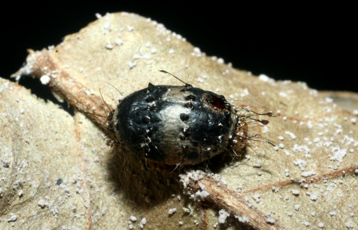  Capullo de parásito de <i>Hyposoter</i></i> Janzen04 de la familia (Ichneumonidae), en <i>Darceta falcata</i></i> (Noctuidae),PU Sector San Cristóbal, Finca San Gabriel. Voucher 08-SRNP-6253-DHJ453331.jpg.