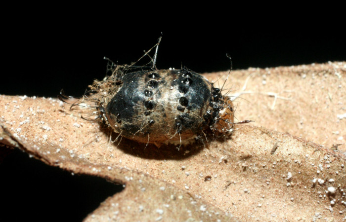  Capullo de parásito de <i>Hyposoter</i></i> Janzen04 de la familia (Ichneumonidae), en <i>Darceta falcata</i></i> (Noctuidae),PU sector San Cristóbal, Finca San Gabriel. Voucher 08-SRNP-6254-DHJ453337.jpg.
