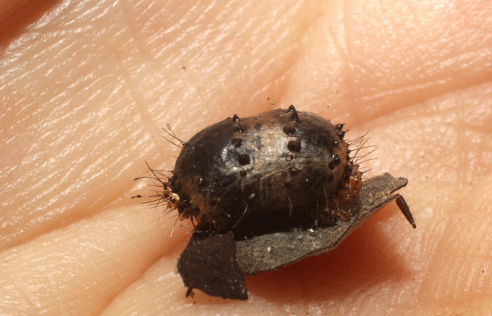  Capullo de párasito de <i>Hyposoter</i></i> Janzen04 de la familia (Ichneumonidae), en <i>Darceta falcata</i></i> (Noctuidae),PU sector San Cristóbal, Finca San Gabriel. Voucher 12-SRNP-2216-DHJ801050.jpg.