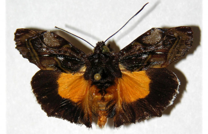  Adulto macho de <i>Darceta falcata</i></i> (Noctuidae) en posición dorsal. Sector Cacao, Sendero Arenales. Voucher  . Voucher . Voucher 03-SRNP-22753-DHJ314302.