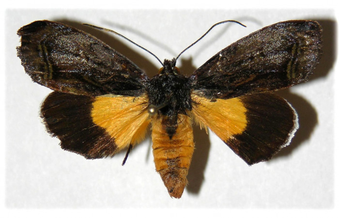  Adulto hembra de <i>Darceta falcata</i></i> (Noctuidae) en posición dorsal. Sector Pitilla, Sendero Mismo. Voucher 04-SRNP-55724-DHJ314300.