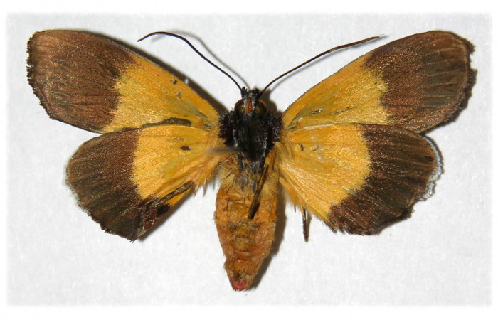  Adulto hembra de <i>Darceta falcata</i></i> (Noctuidae) en posición ventral. Sector Pitilla, Sendero Mismo. Voucher 04-SRNP-55724-DHJ314301.