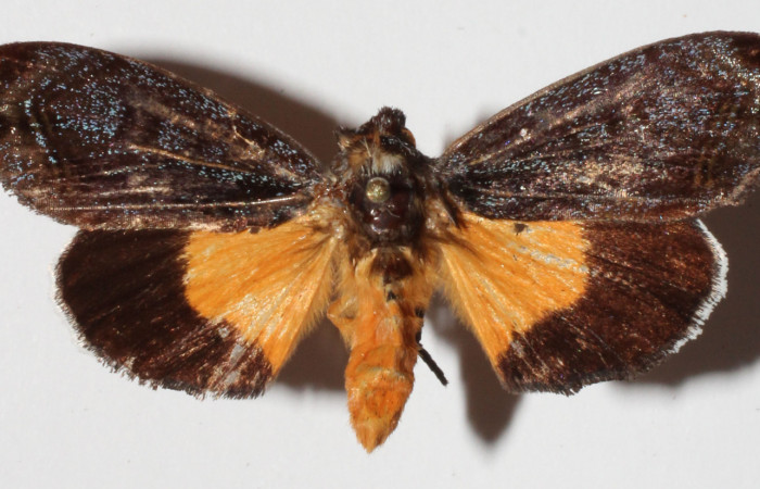  Adulto de <i>Darceta falcata</i></i> (Noctuidae), en posición dorsal. Sector San Cristóbal, Finca San Gabriel. Voucher 15-SRNP-857-DHJ909174
