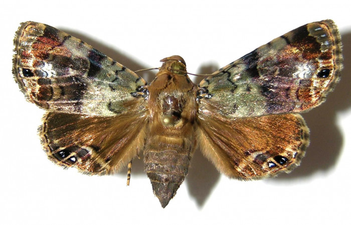  Adulto de <i>Dyops</i></i> Poole04 (Noctuidae) en posición dorsal. Sector San Cristóbal, Quebrada Cementerio. Voucher 05-SRNP-5940-DHJ329036.