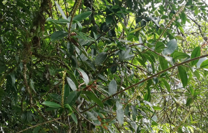  <i>Sarcopera sessiliflora</i></i> (Marcgraviaceae), Planta hospedera de <i>Darceta falcata</i></i> (Noctuidae). Sector San Cristóbal, Rio Blanco Abajo. Foto, Elda Araya. 19 Febrero 2020 
