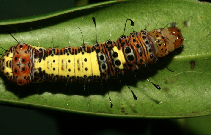  Larva en posición dorsal de <i>Darceta falcata</i></i> (Noctuidae), U estadio. Sector San Cristóbal, Finca San Gabriel. Voucher 11-SRNP-4198-DHJ487013.jpg.