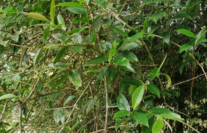  <i>Sarcopera sessiliflora</i></i> (Marcgraviaceae), Planta hospedera de <i>Darceta falcata</i></i> (Noctuidae). Sector San Cristóbal, Rio Blanco Abajo. Foto, Elda Araya. 19 Febrero 2020 
