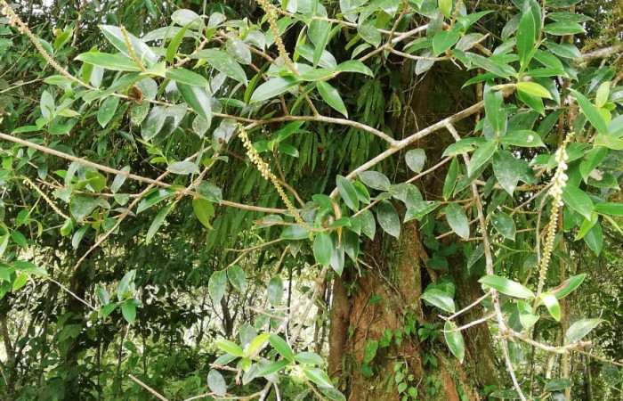  <i>Sarcopera sessiliflora</i></i> (Marcgraviaceae), Planta hospedera de <i>Darceta falcata</i></i> (Noctuidae). Sector San Cristóbal, Rio Blanco Abajo. Foto, Elda Araya. 19 Febrero 2020 
