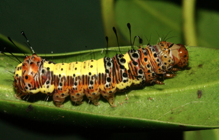  Larva en posición lateral de <i>Darceta falcata</i></i> (Noctuidae), U estadio. Sector San Cristóbal, Finca San Gabriel. Voucher 11-SRNP-4198-DHJ487011.jpg.