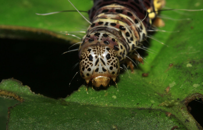 Cabeza en posición frontal de <i>Darceta falcata</i></i> (Noctuidae), U estadio. Sector Pitilla, Sendero Laguna. Voucher 15-SRNP-30938-DHJ721994.jpg.