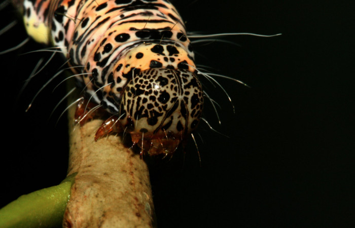  Cabeza en posición lateral de <i>Darceta falcata</i></i> (Noctuidae), U estadio. Sector San Cristóbal, Finca San Gabriel. Voucher 11-SRNP-4198-DHJ487024.jpg.