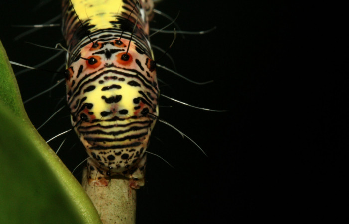  Cola en posición lateral de <i>Darceta falcata</i></i> (Noctuidae), U estadio. Sector San Cristóbal, Finca San Gabriel. Voucher 11-SRNP-4198-DHJ487030.jpg.