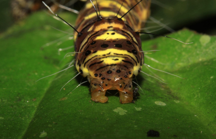  Cola en posición frontal de <i>Darceta falcata</i></i> (Noctuidae), U estadio. Sector Pitilla, Sendero Laguna. Voucher 15-SRNP-30938-DHJ721996.jpg.