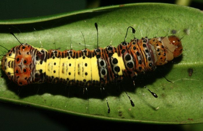  Larva en posición dorsal de <i>Darceta falcata</i></i> (Noctuidae), PU estadio. Sector San Cristóbal, Finca San Gabriel. Voucher 11-SRNP-4198-DHJ487014.jpg.