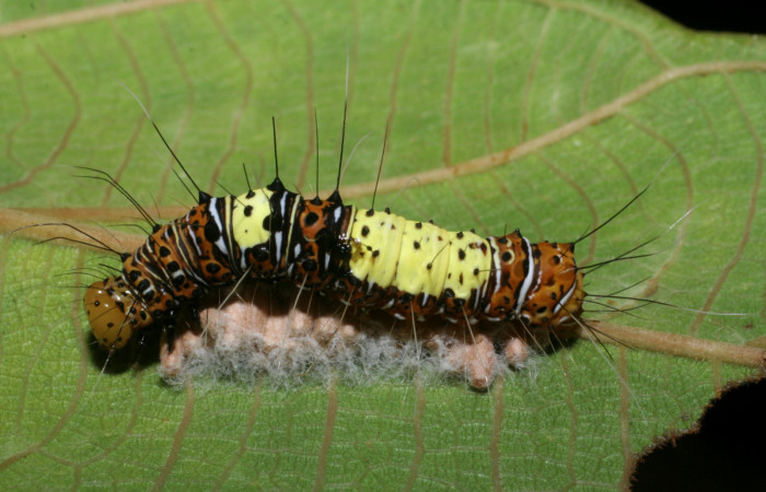  Larva en posición dorsal de <i>Dyops Poole04 (Noctuidae), U estadio.</i></i> Sector Pitilla, Estacíon Quica. Voucher 08-SRNP-72138-DHJ447117.jpg.