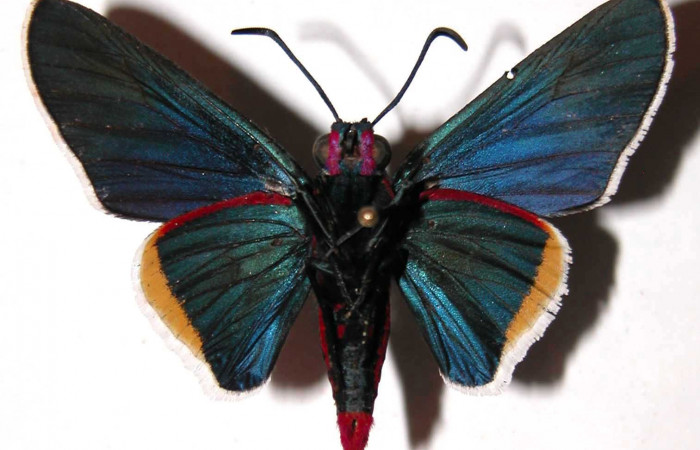 Figura 13. Adulto macho <i>Mysoria ambigua</i></i> (Hesperiidae) vista ventral. Voucher 03-SRNP-1431-DHJ36591.jpg.