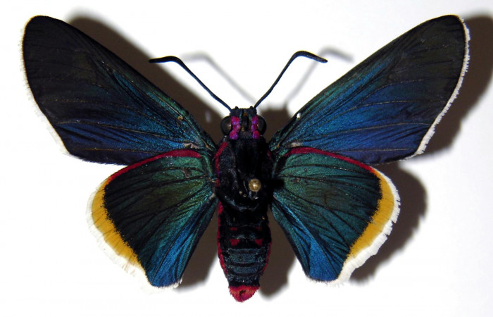 Figura 11. Adulto hembra <i>Mysoria ambigua</i></i> (Hesperiidae) vista ventral. Voucher 04-SRNP-14800-DHJ303507.jpg.