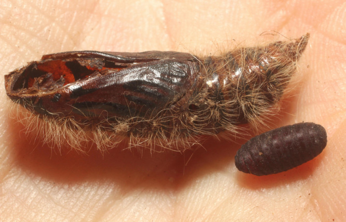 Figura 9. Pupa de <i>Mysoria ambigua</i></i>  (Hesperiidae) al lado pupario de (Tachinidae) <i>Winthemia</i></i> Wood16DHJ03. Voucher 13-SRNP-20100-DHJ804762.jpg.
