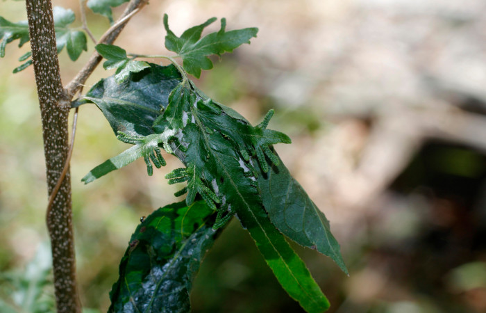 Figura 3. Casita de <i>Mysoria ambigua</i></i> (Hesperiidae), planta hospedera <i>Casearia arguta</i></i> (Salicaceae). Sector Santa Rosa, Area Administrativa. Voucher 14-SRNP-12006-DHJ802443.jpg.
