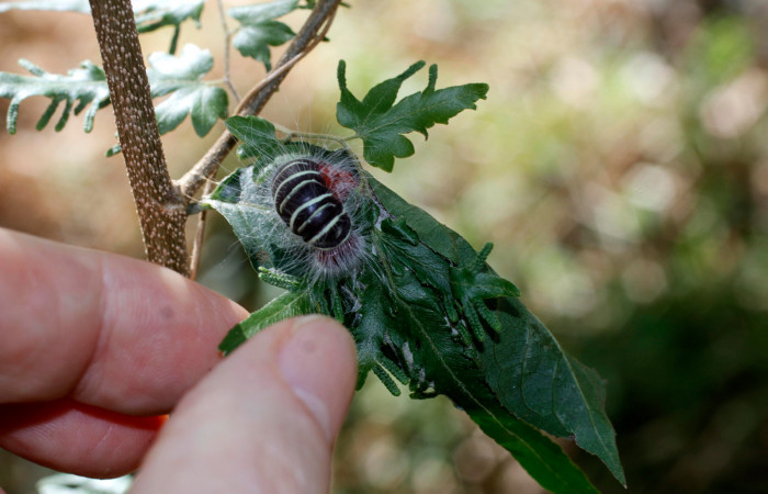 Figura 4. Casita de <i>Mysoria ambigua</i></i> (Hesperiidae), planta hospedera Casearia arguta (Salicaceae). Sector Santa Rosa, Area Administrativa. Voucher 14-SRNP-12006-DHJ802451.jpg.