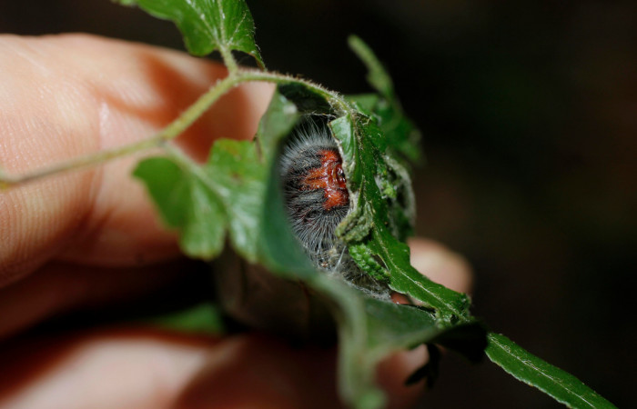 Figura 5. Casita de <i>Mysoria ambigua</i></i> (Hesperiidae) posición frontal, planta hospedera Casearia arguta (Salicaceae) Sector Santa Rosa, Area Administrativa. Voucher 14-SRNP-12006-DHJ802454.jpg.
