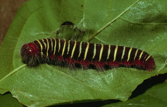 Figura 2. <i>Mysoria ambigua</i></i> (Hesperiidae) último estadio, posición lateral. Sector Santa Rosa, Bosque San Emilio. Voucher 80-SRNP-272-DHJ1504.jpg.