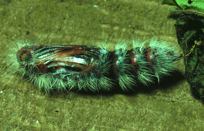 Figura 8. Pupa de <i>Mysoria ambigua</i></i> (Hesperiidae) posición lateral, Sector Santa Rosa, Sendero Natural. Voucher 81-SRNP-1143-DHJ3446.jpg.