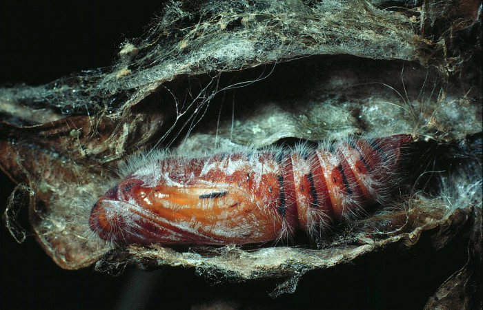Figura 7. Pupa de <i>Mysoria ambigua</i></i> (Hesperiidae) posición lateral. Sector Santa Rosa, Bosque San Emilio. Voucher 85-SRNP-80-DHJ8879.jpg.
