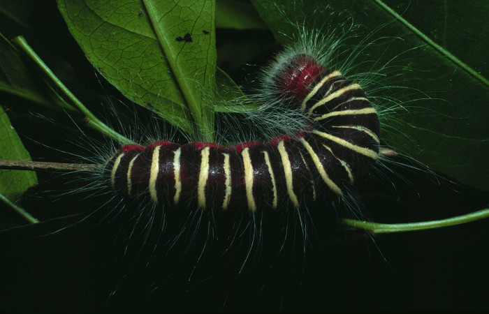 Figura 6. <i>Mysoria ambigua</i></i> (Hesperiidae) último estadio, posición dorsal. Sector Santa Rosa, Bosque San Emilio. Voucher 87-SRNP-1115-DHJ10207.jpg.