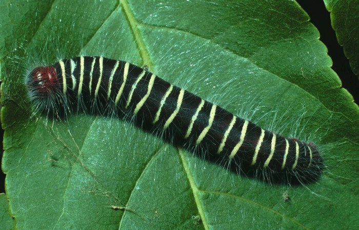 Figura 1. <i>Mysoria ambigua</i></i> (Hesperiidae) último estadio, posición dorsal. Sector Santa Rosa, Bosque San Emilio. Voucher 89-SRNP-754-DHJ11676.jpg.
