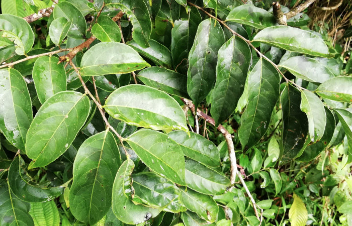Figura 14. Planta <i>Casearia sylvestris</i></i> (Salicaceae). Hospedera de <i>Mysoria ambigua</i></i> (Hesperiidae). Foto Gloria Sihezar. Estación San Gerardo. Febrero 2020.
