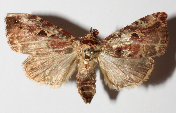 Fig.1. Adulto de <i>Perigea illicita</i></i>. Hembra 32mm de longitud vista dorsal. Voucher :15-SRNP-30541-DHJ908970. jpg.