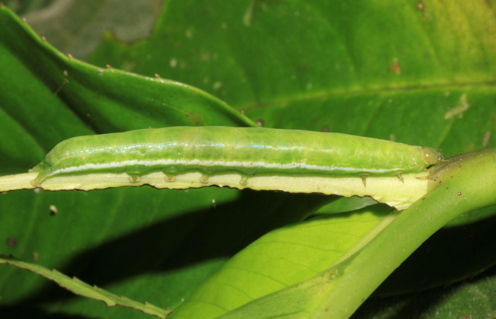 Fig.10. Larva de <i>Perigea illicita</i></i>, último estadío. Mide 47mm de longitud. Voucher : 15-SRNP-30364-DHJ721630.jpg.