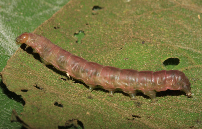 Fig.11. Prepupa de <i>Perigea illicita</i></i>. Mide 47mm de longitud. Voucher : 15-SRNP-30364-DHJ721673.jpg.