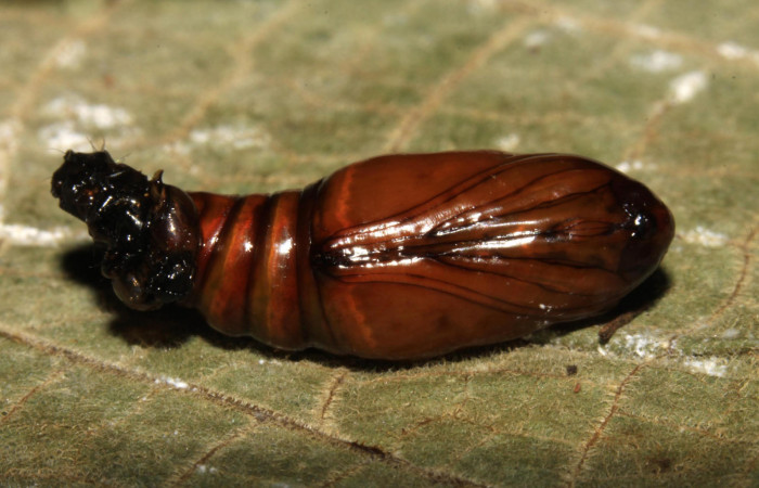 Fig.12. Pupa de <i>Perigea illicita</i></i>. Mide 16mm de longitud. Voucher : 15-SRNP-30364-DHJ721727.jpg.