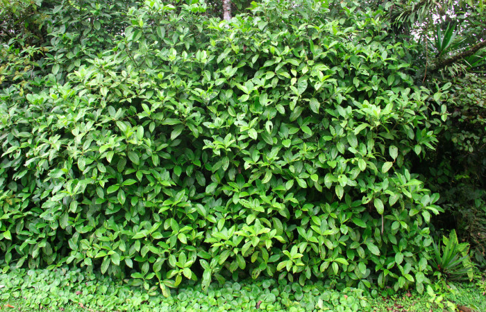 Fig.13. Planta hospedera de <i>Perigea illicita</i></i> <i>Hedyosmum scaberrimum</i></i> (Chloranthaceae).