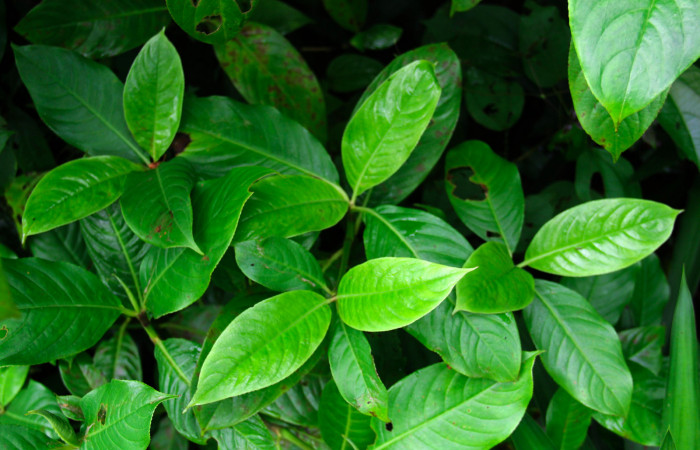 Fig.14. Mostrando hojas de <i>Hedyosmum scaberrimum</i></i> planta hospedera de <i>Perigea illicita</i></i> (Chloranthaceae).