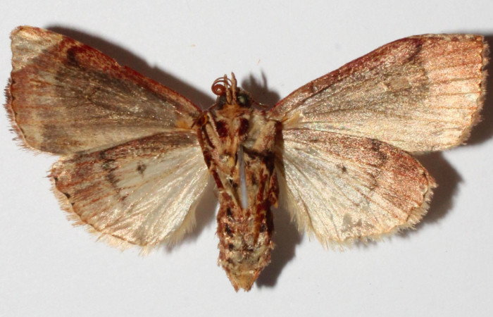 Fig.2. Adulto de <i>Perigea illicita</i></i>.Hembra 32mm de longitud vista ventral. Voucher : 15-SRNP-30541-DHJ908971.jpg.