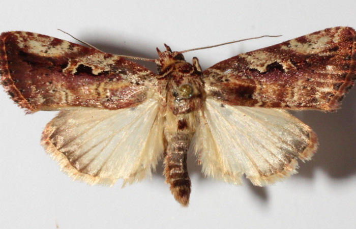 Fig.3. Adulto de <i>Perigea illicita</i></i>. Maho 30mm de longitud vista dorsal. Voucher 15-SRNP-30399-DHJ905824.jpg.