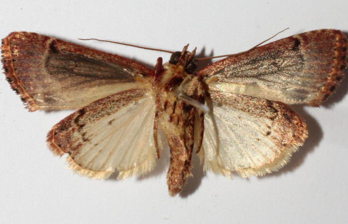 Fig.4. Adulto de <i>Perigea illicita</i></i>. Macho 30mm de longitud vista ventral. Voucher : 15-SRNP-30399-DHJ905825.jpg.