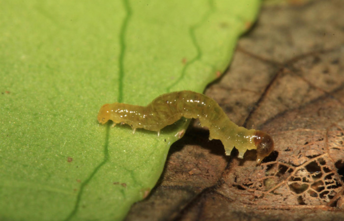 Fig.5. Larva de <i>Perigea illicita</i></i>, en segundo estadío. Mide 9mm de longitud. Voucher : 15-SRNP-30499-DHJ721809.jpg.