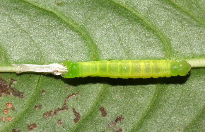Fig.6. Larva de <i>Perigea illicita</i></i>, penúltimo estadío. Mide 25mm de longitud. Voucher : 17-SRNP-31383-DHJ739003.jpg.