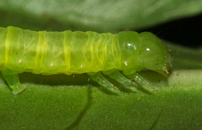 Fig.7. Larva de <i>Perigea illicita</i></i>, penúltimo estadío.  Mide 25mm de longitud. Voucher :17-SRNP-31383-DHJ739004.jpg.